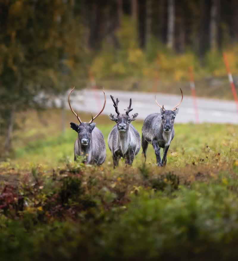 endangered-woodland-caribou-christoph-nolte-CiIKem6DIWQ-unsplash