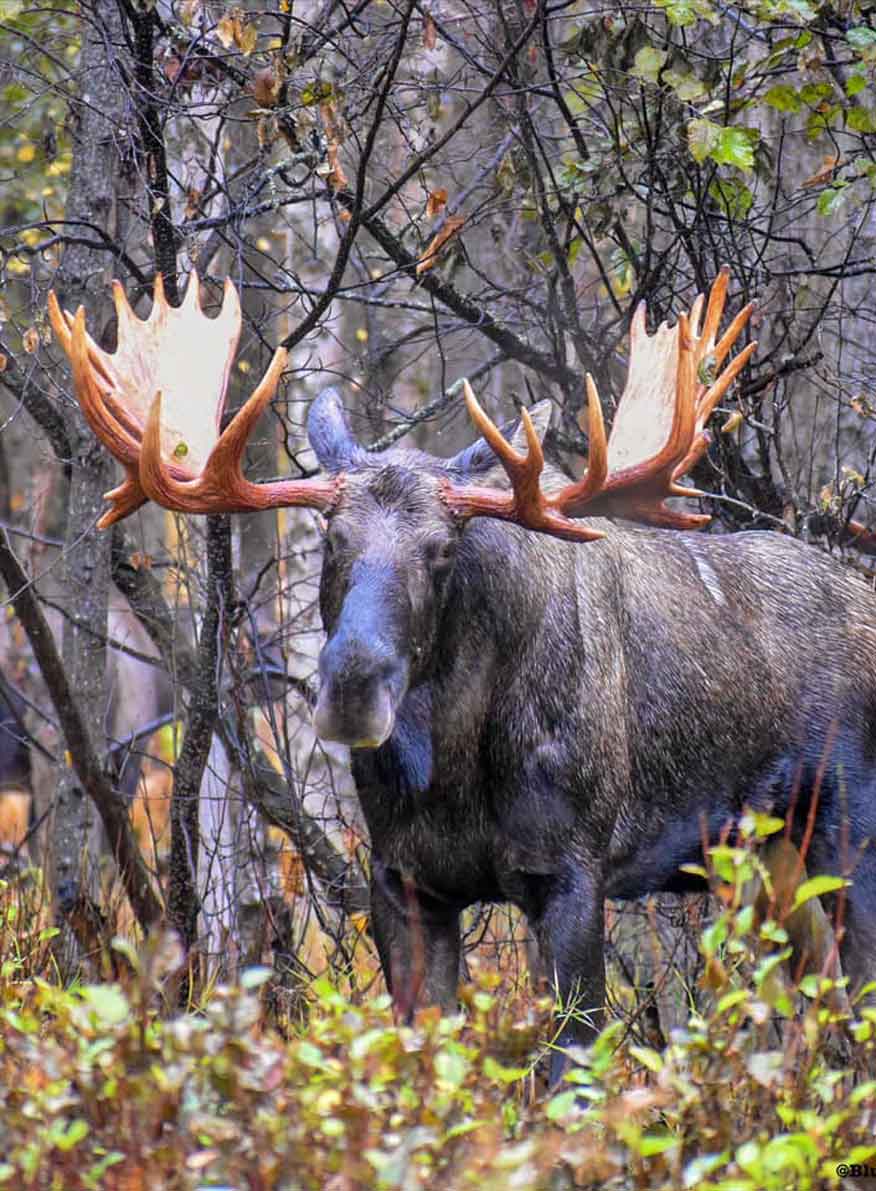 huge-bull-moose-bluemoosephotography89