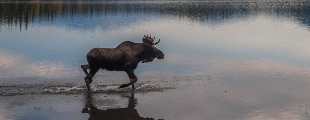 moose in a lake