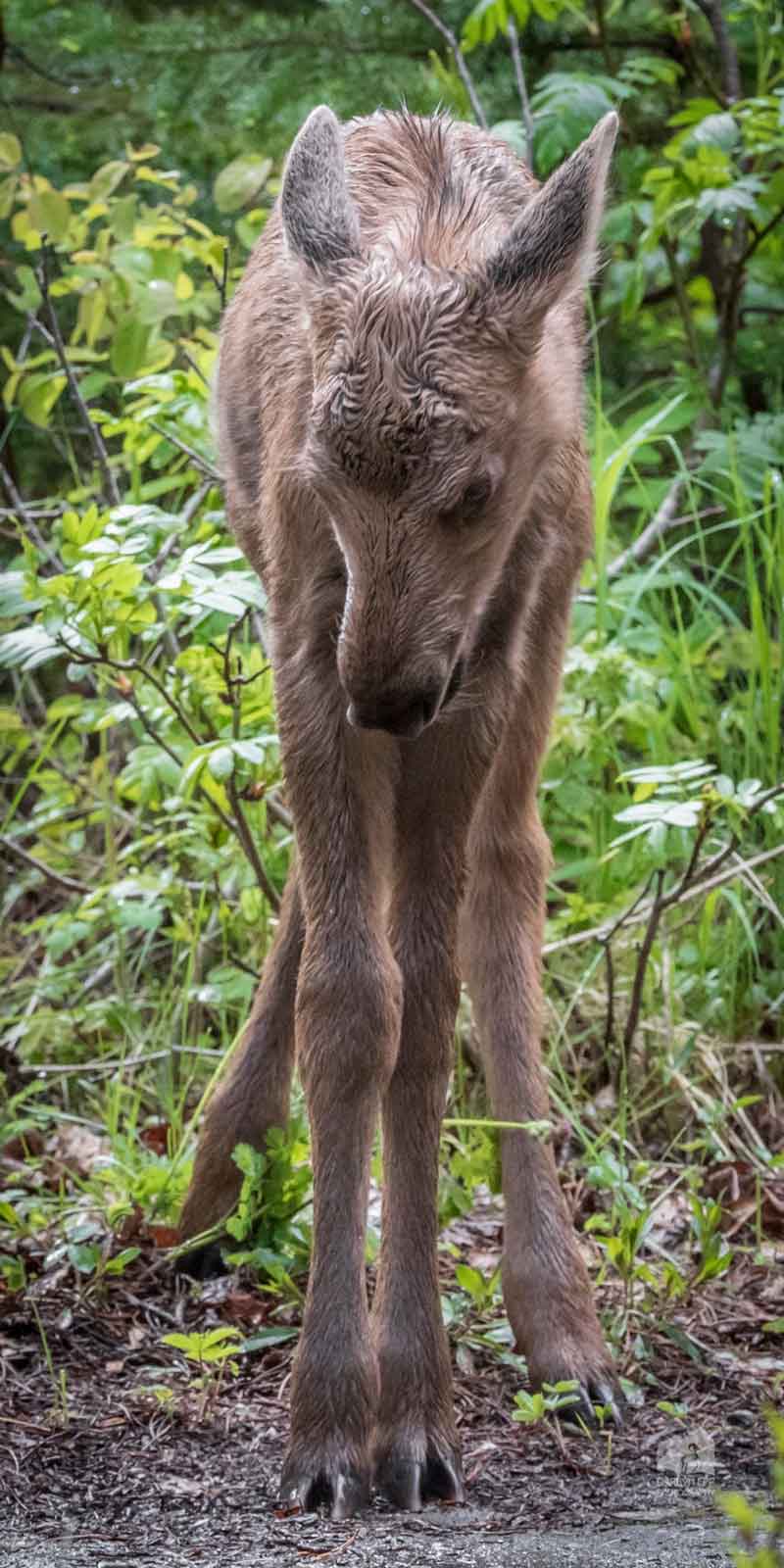 moose-calf-darryn-epp-photography