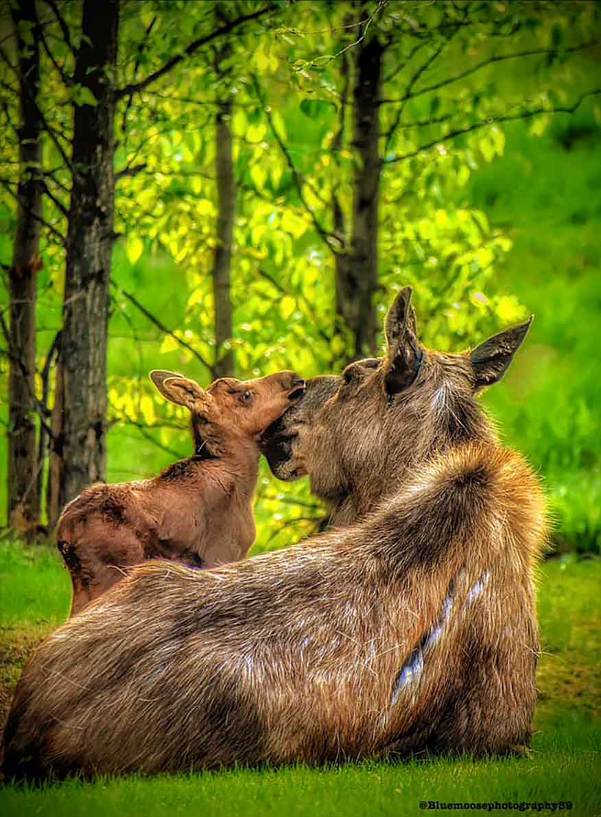 moose-cow-and-calf-kissing-bluemoosephotography89