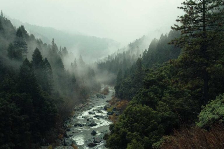 old growth forest in bc