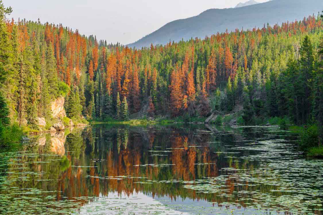 pine-beetle-killed-trees-around-wetlands