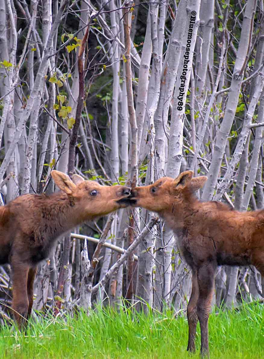 twin-moose-calves-kissing-bluemoosephotography89