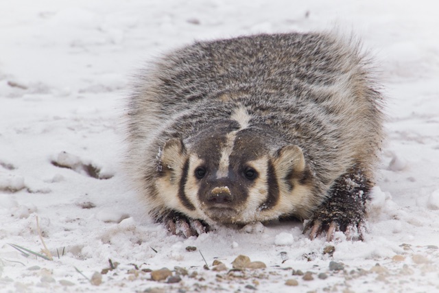 american badger darryn epp photographer