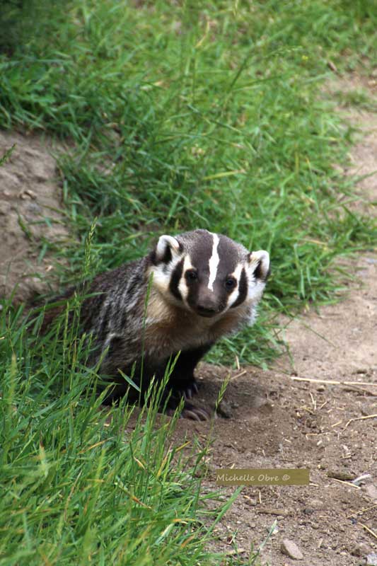 american-badger-photo-by-michelle-obre