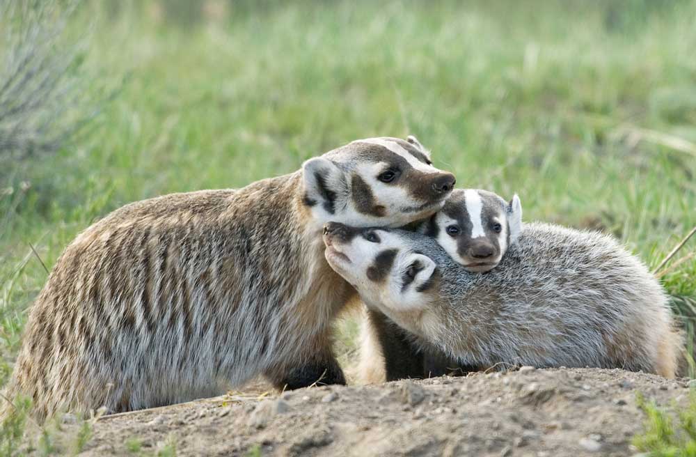 american badger and kits