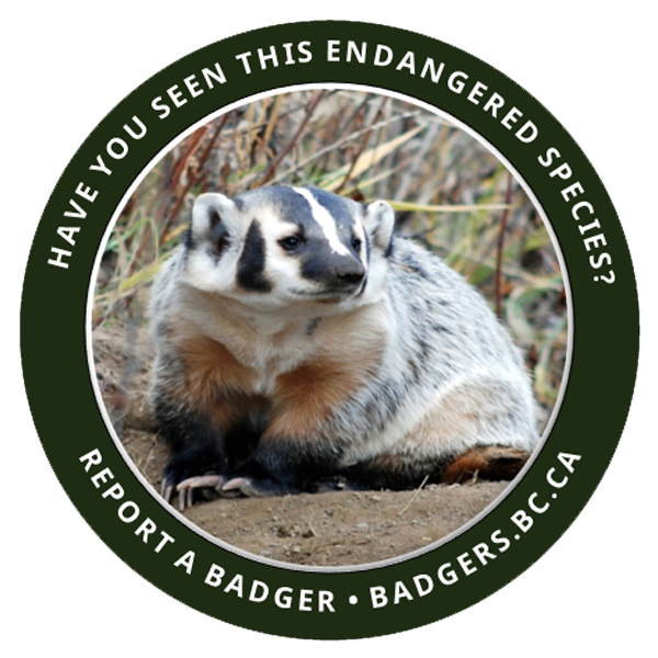 report-a-badger-in-bc