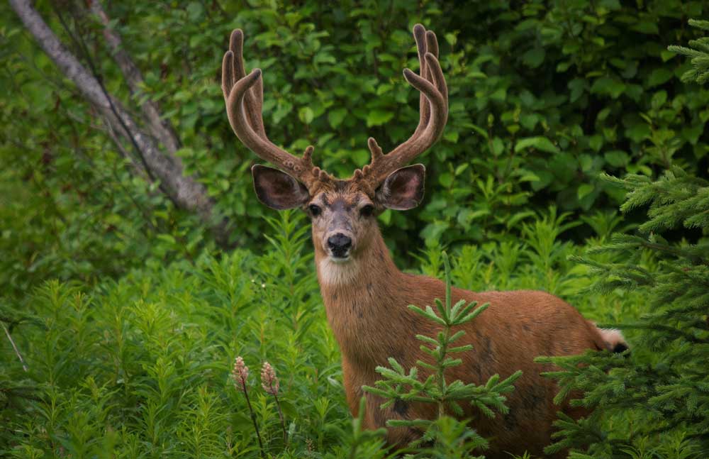 mule-deer-buck