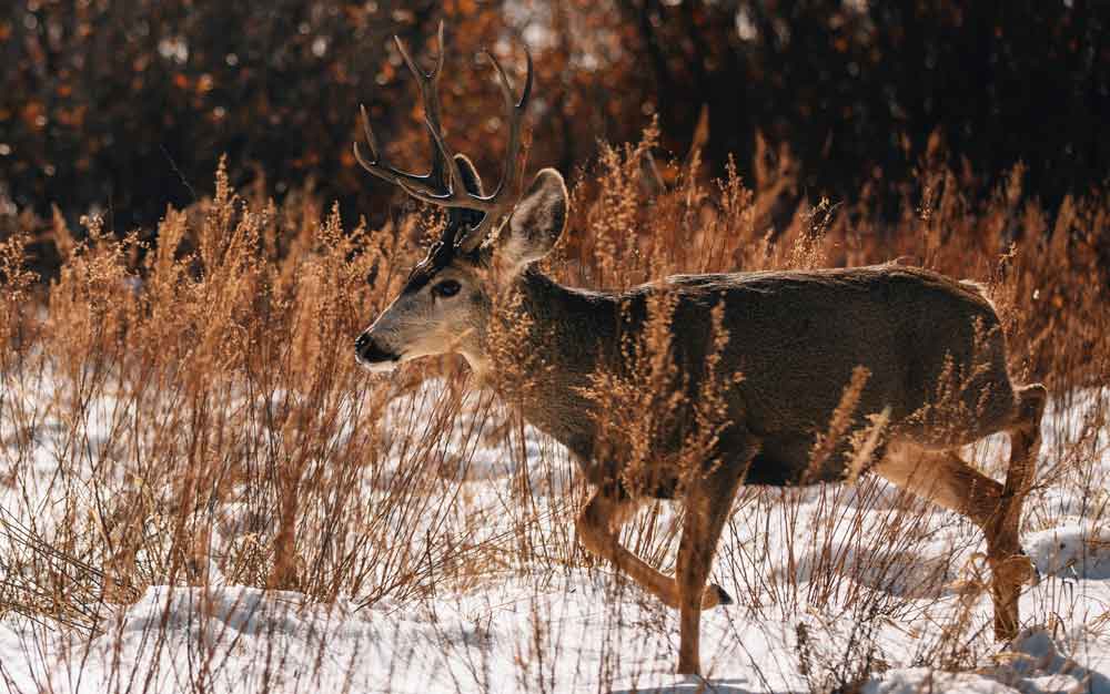 mule deer buck