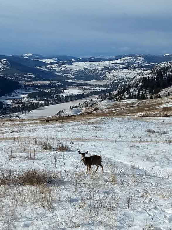 mule deer with tracking collar