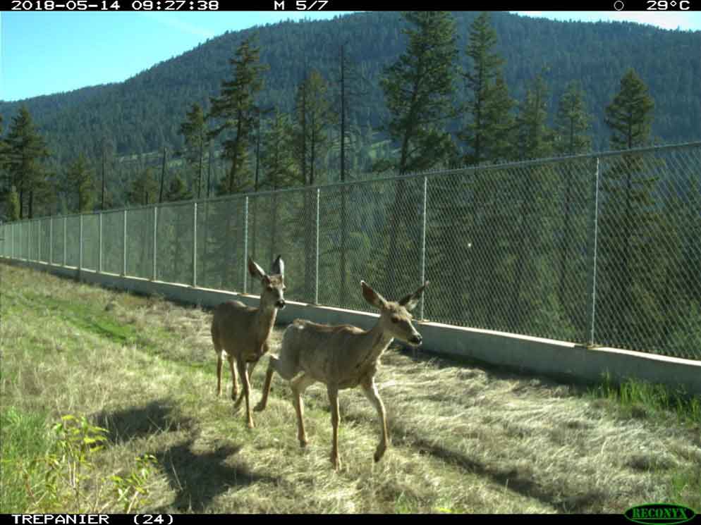 two-mule-deer-on-wildlife-crossing-source-tranbc