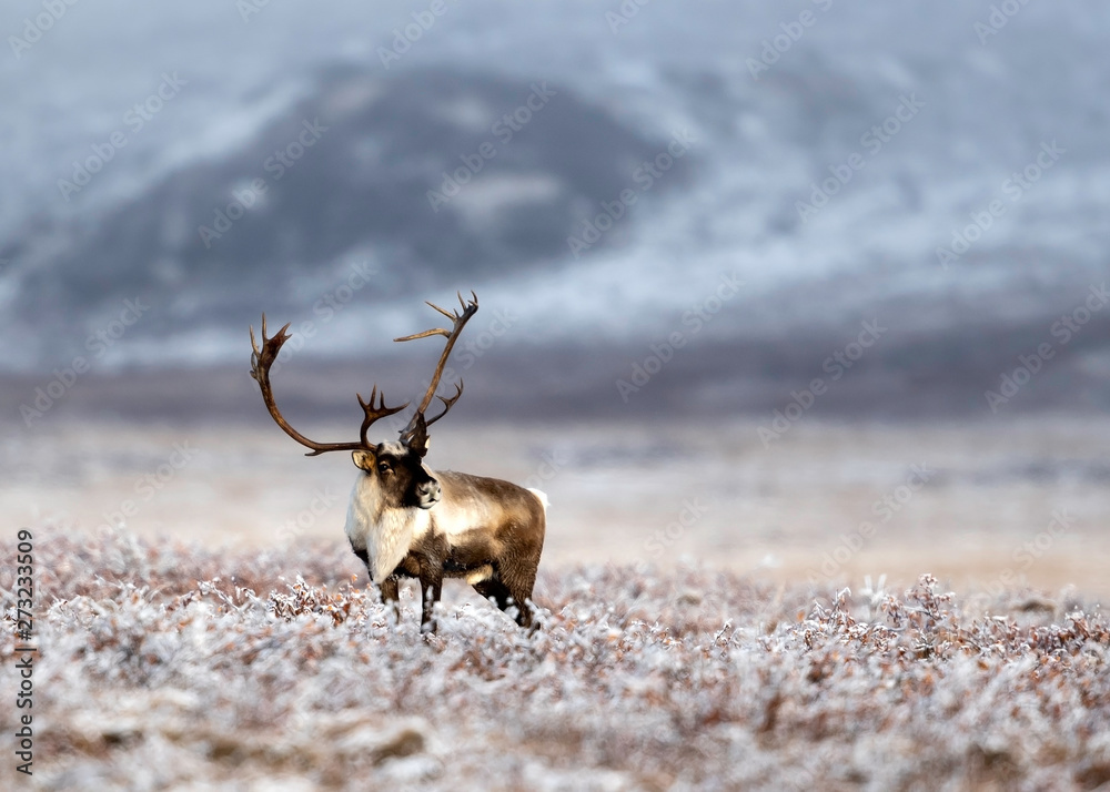 caribou bull