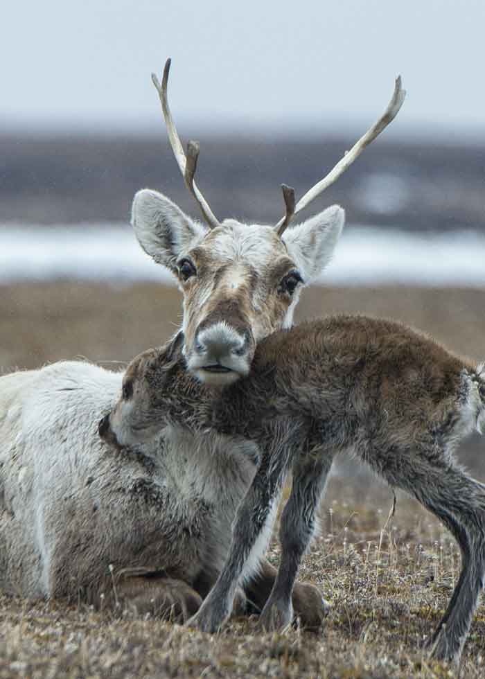 endangered-caribou-calf-british-columbia