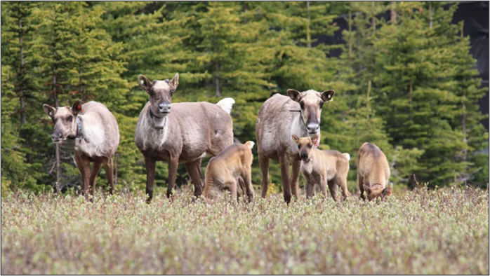 female caribou calves