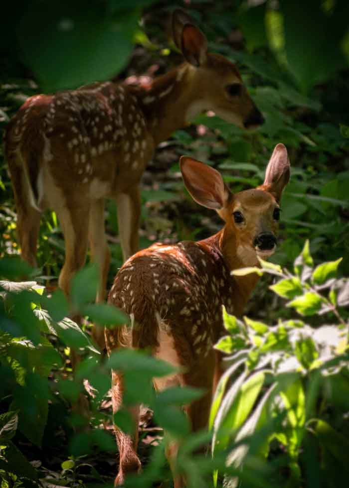 mule-deer-fawns-ben-chapman-l2AXTAbW7Jc-unsplash